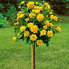 Основное изображение товара