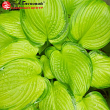 Основное изображение товара