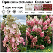 Гортензия метельчатая 
