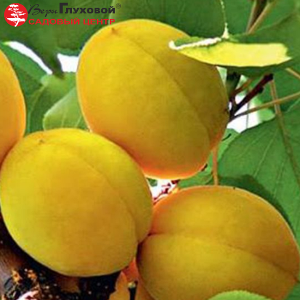 Основное изображение товара