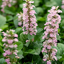 Основное изображение товара