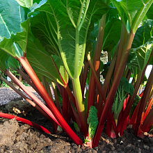 Основное изображение товара