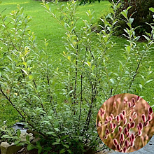 Основное изображение товара