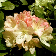 Основное изображение товара