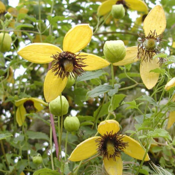 Основное изображение товара