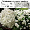 Гортензия древовидная (Hydrangea arborescens) Аннабель  С3 СП/26
