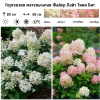 Гортензия метельчатая (Hydrangea paniculata) Файер Лайт Тини Бит С2 НАп/26