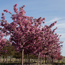 Основное изображение товара