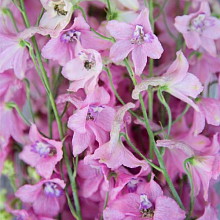 Основное изображение товара