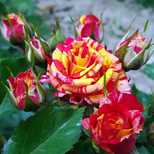 Основное изображение товара