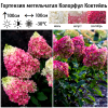 Гортензия метельчатая (Hydrangea paniculata) Колорфул Коктейль Р9 СП/26