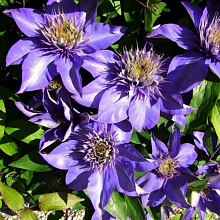 Основное изображение товара