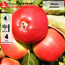 Яблоня Флагман (зимний сорт)