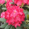 Рододендрон (Rhododendron) крупноцветковый 'Kazimierz Wielki' 40-50 С15 ПЧ/26