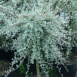 Ива ползучая 