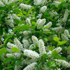 Черемуха обыкновенная (Prunus padus) Поздняя радость 250-300 С10-15 РСав/24
