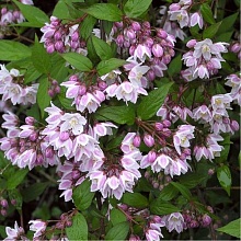 Основное изображение товара