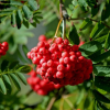 Рябина обыкновенная (Sorbus aucuparia) Алая крупная 200-250 С15 РГр/26