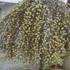 Ива козья "Кильмарнок" на фото