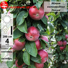 Основное изображение товара