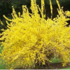 Форзиция промежуточная (Forsythia intermedia) Голдзаубер С3 СП/25