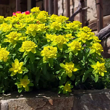 Основное изображение товара