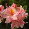 Азалия крупноцветковая (Azalea) 'Chanel' 40-60 С5 ПЧ/25