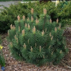 Сосна горная (Pinus mugo) Пумилио   Р9 ГлХ/26