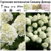 Гортензия метельчатая (Hydrangea paniculata) Сильвер Доллар Р9 СП/26