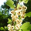 Смородина белая 
