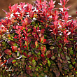 Барбарис Тунберга 