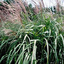 Мискантус китайский - Miscanthus sinensis
