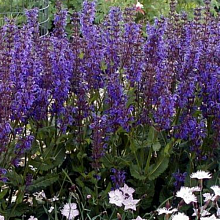 Основное изображение товара