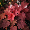 Гейхера (Heuchera) Отумн Ливз С2 СП/25