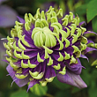 Клематис 