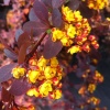 Барбарис оттавский (Berberis ottawensis) Суперба   С3 СП/23