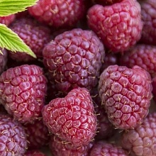 Основное изображение товара