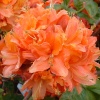 Азалия крупноцветковая (Azalea) 'Mandarin Lights' 40-60 С5 ПЧ/25