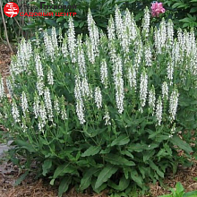 Основное изображение товара