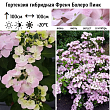 Гортензия гибридная 