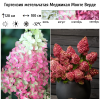 Гортензия метельчатая "Меджикал Монте Верде" на фото