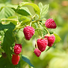 Основное изображение товара