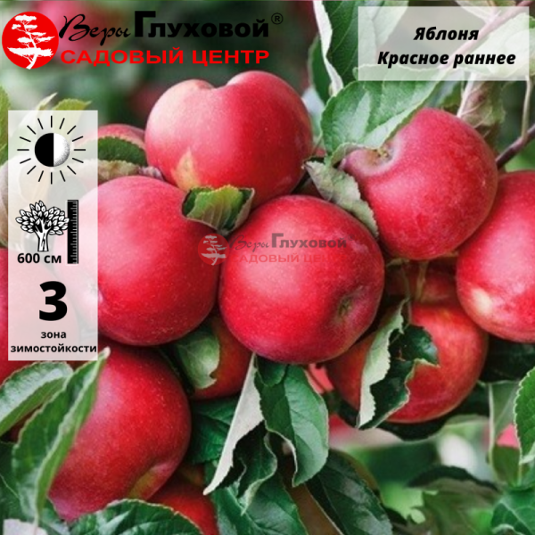 Яблоня Красное раннее (раннелетний сорт)