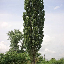 Основное изображение товара