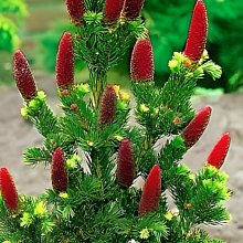 Основное изображение товара