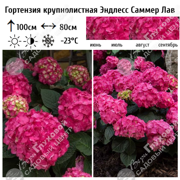 Гортензия крупнолистная "Эндлесс Саммер Саммер Лав" на фото