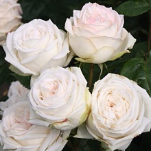 Основное изображение товара