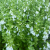 Дубровник обыкновенный (Teucrium chamaedrys) Альбум С2 НСп/26