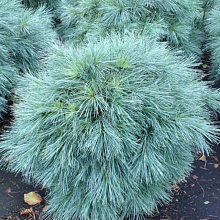 Основное изображение товара