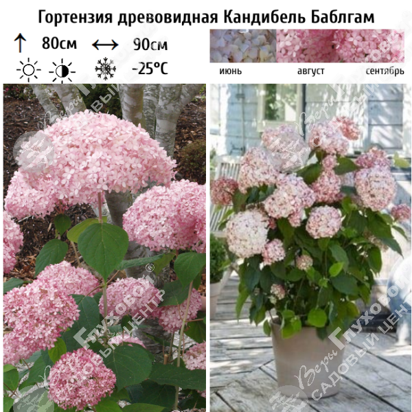 Гортензия древовидная "Кандибель Баблгам" на фото